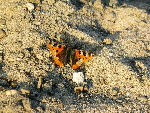 High angle view of butterfly on field