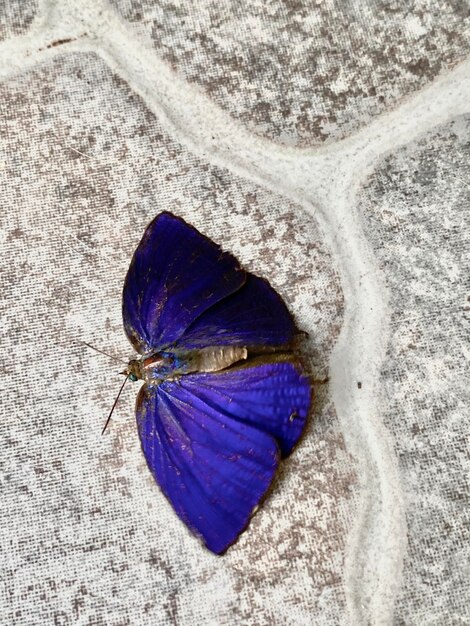 High angle view of butterfly on flower