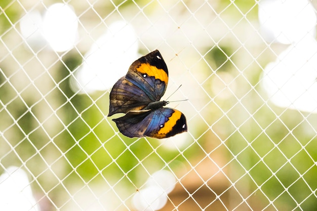 Photo high angle view of butterfly on flower