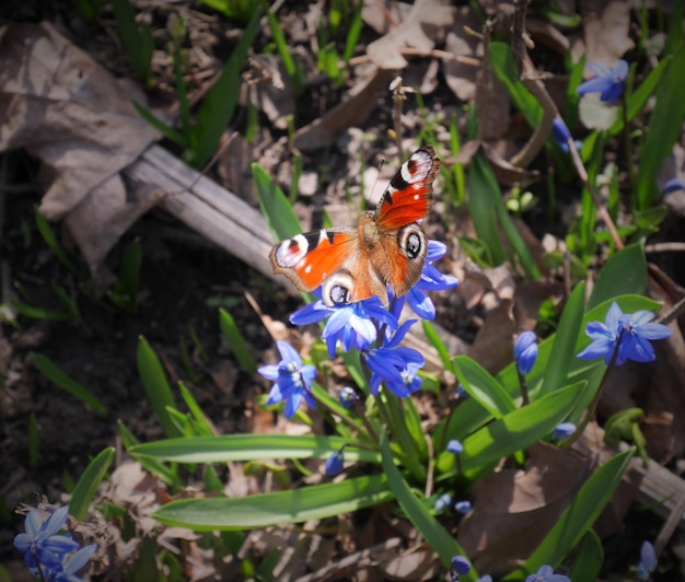 Foto vista ad alta angolazione di una farfalla sui fiori