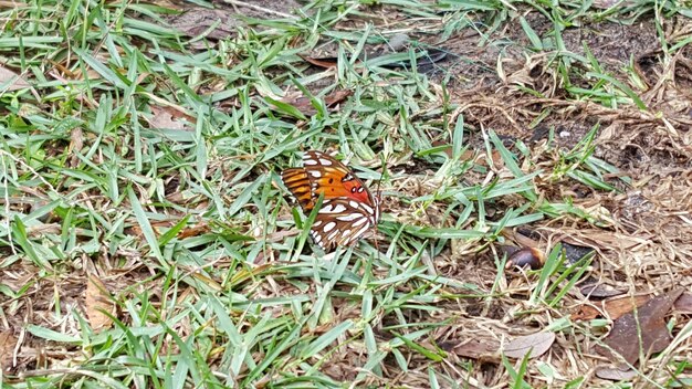 Photo high angle view of butterfly on grassy field