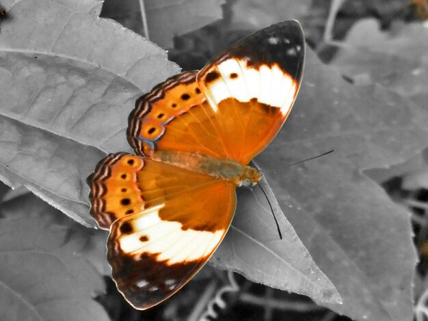 Photo high angle view of butterfly on leaf