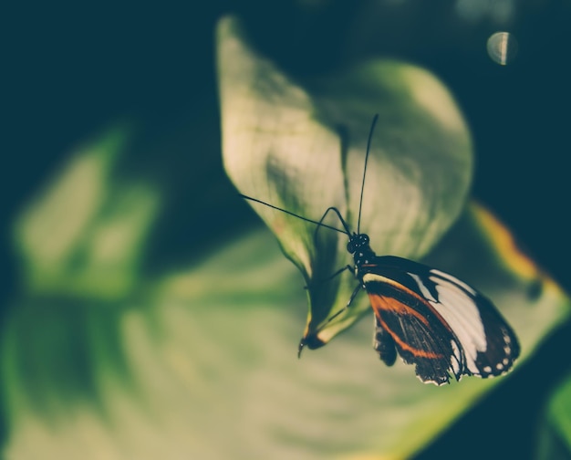 Photo high angle view of butterfly on leaf