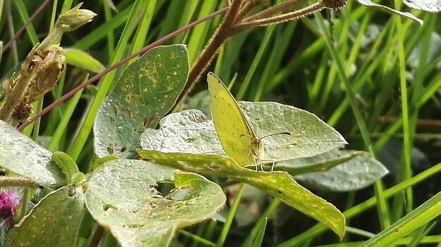 High angle view of butterfly on leaves