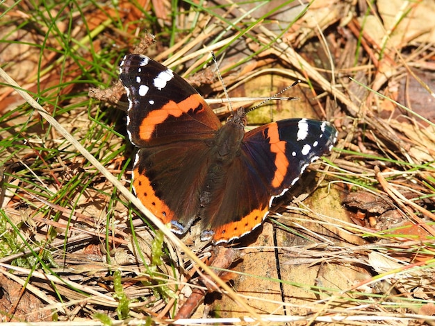 Foto vista ad alto angolo di una farfalla appollaiata su una pianta