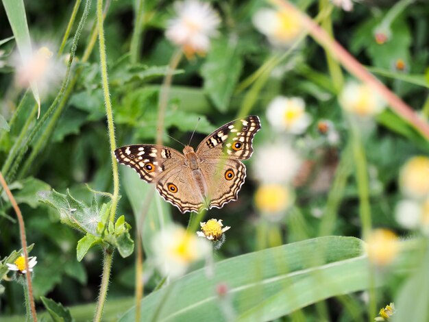 High angle view of butterfly on plant at park