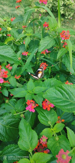 High angle view of butterfly on plants