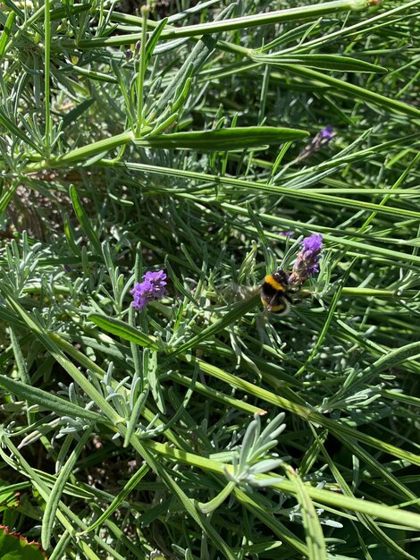 Foto vista ad alta angolazione di una farfalla che impollina una pianta a fiori viola