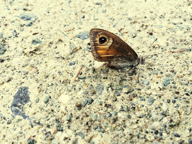 Photo high angle view of butterfly on rock