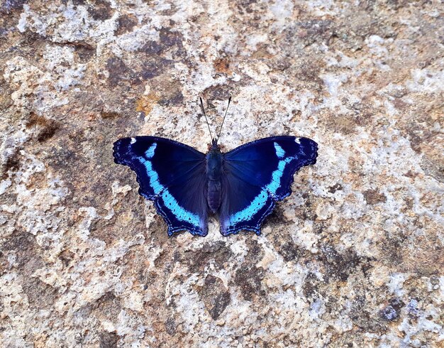 Photo high angle view of butterfly on rock