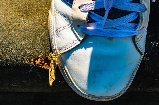 Foto vista ad alta angolazione di una farfalla sulla scarpa