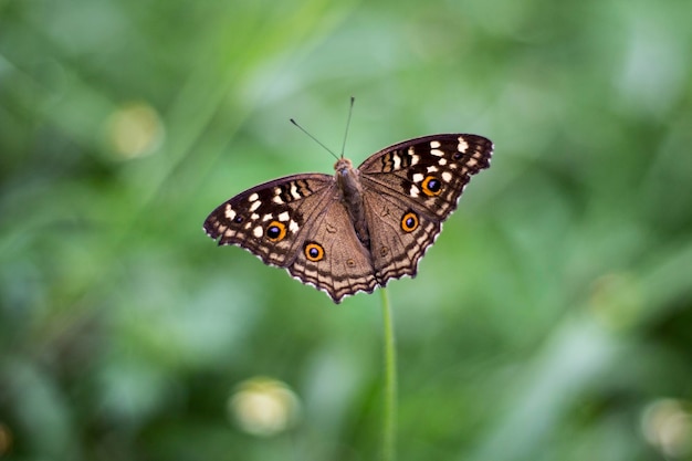 high angle view of butterfly on stem