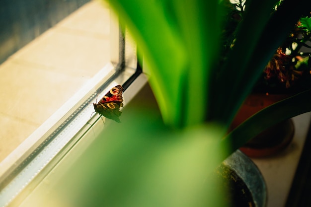 Photo high angle view of butterfly on window sill