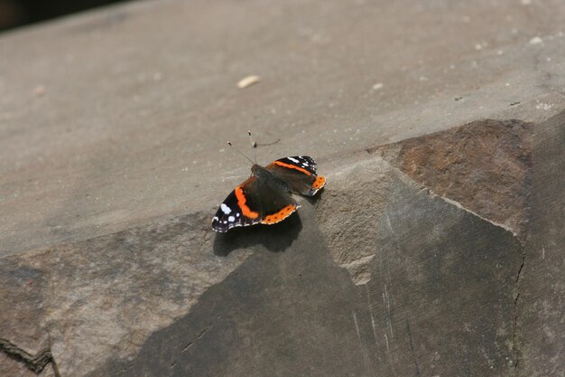 Photo high angle view of butterfly