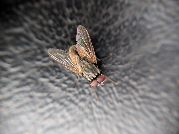 Photo high angle view of butterfly