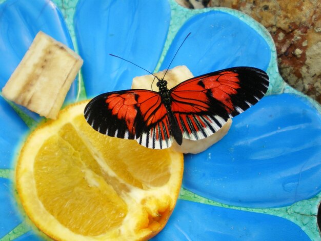 High angle view of butterfly