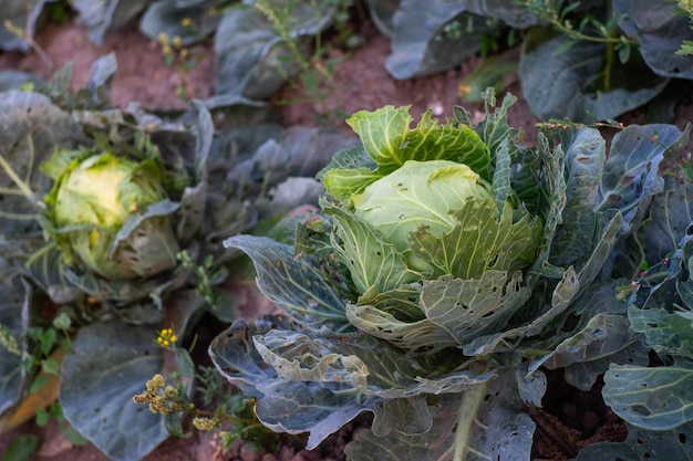 Photo high angle view of cabbage on field