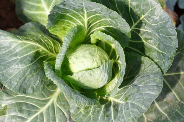 High angle view of cabbage