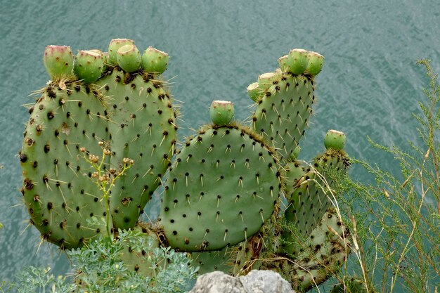 Photo high angle view of cactus by rock