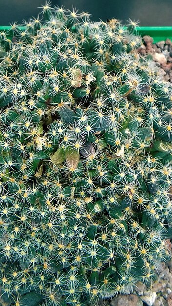 High angle view of cactus on field