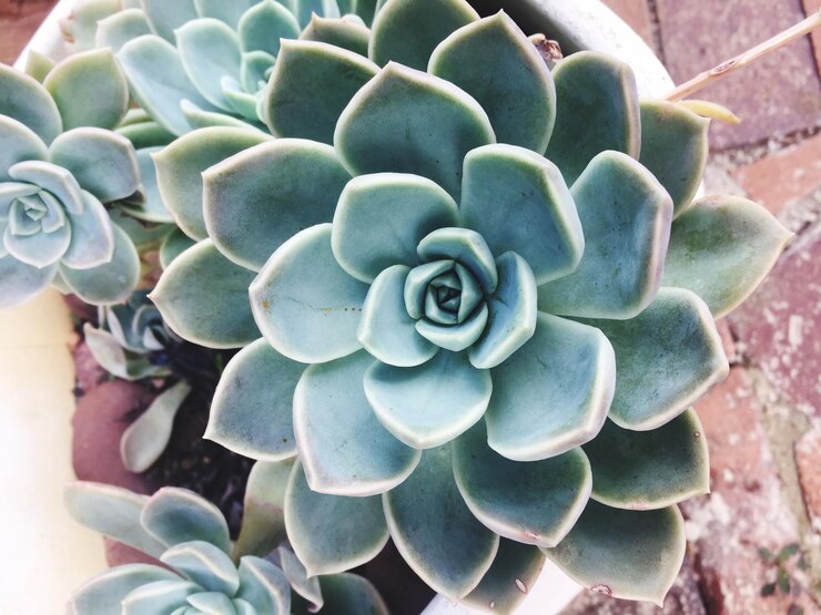 Photo high angle view of cactus flower