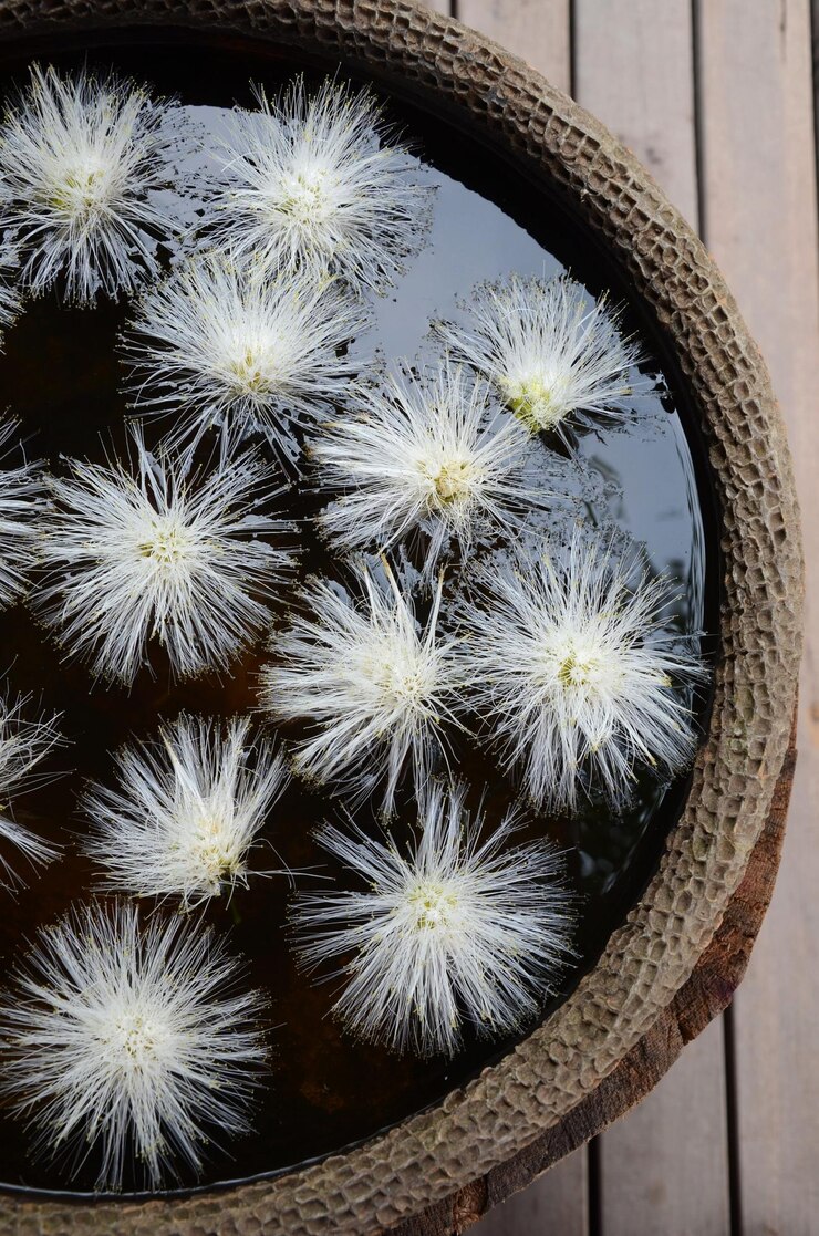 Photo high angle view of cactus flower