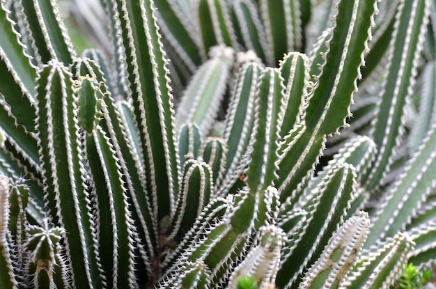 カクタス植物の高角度の眺め