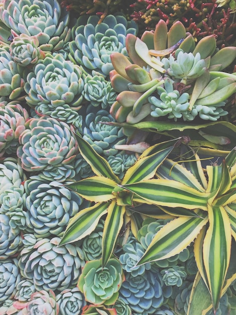 High angle view of cactus plant