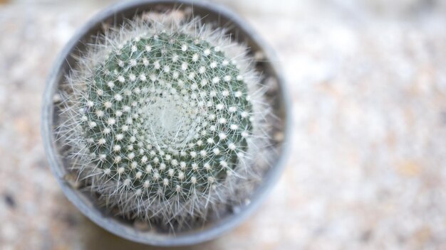 Photo high angle view of cactus plant