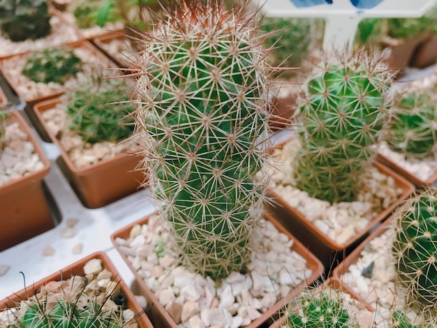 Foto vista ad alta angolazione delle piante di cactus che crescono all'aperto