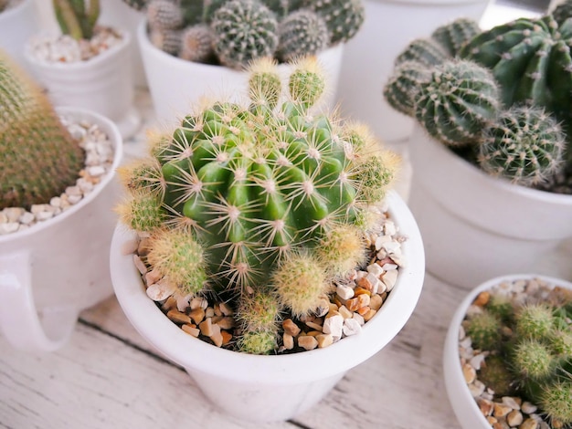 Foto vista ad alto angolo delle piante di cactus