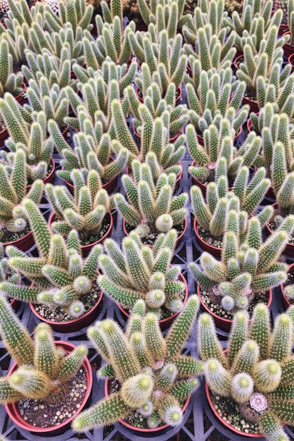 Photo high angle view of cactus plants