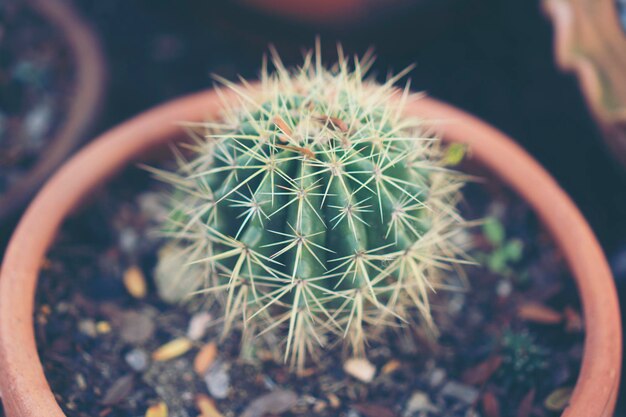 High angle view of cactus in pot