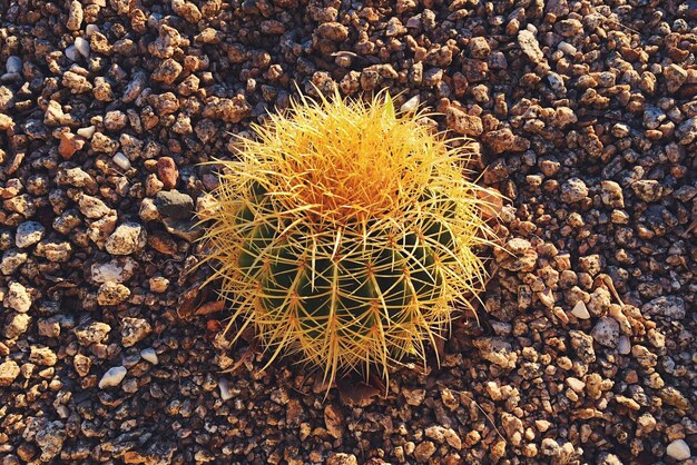 High angle view of cactus on stones