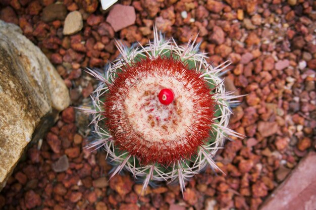 High angle view of cactus on stones