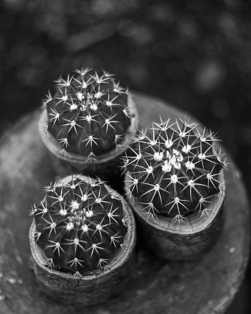 Foto vista ad alta angolazione di un cactus su una tavola