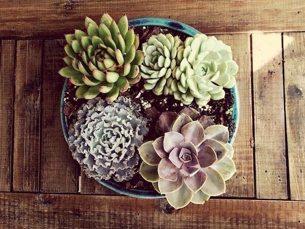 Photo high angle view of cactus on table