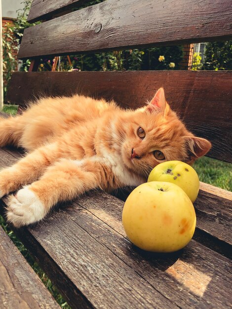 Foto vista ad alto angolo del gatto sulla panchina