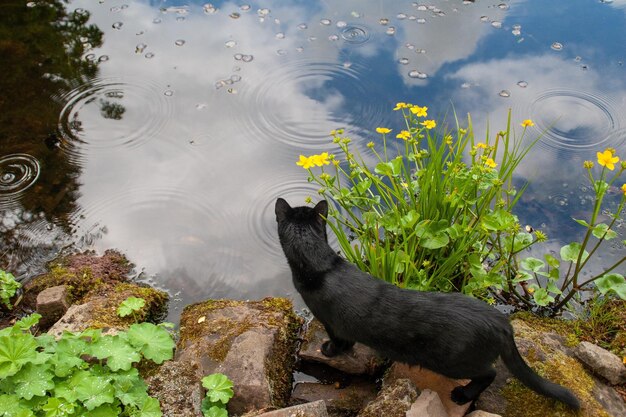 Photo high angle view of cat by lake