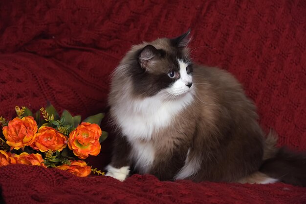 Foto vista ad alto angolo del gatto da un fiore rosso