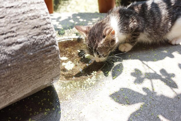 Foto vista ad alto angolo del gatto sul cemento