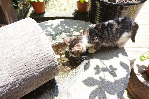 Foto vista ad alto angolo del gatto sul cemento