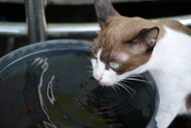 High angle view of cat drinking water