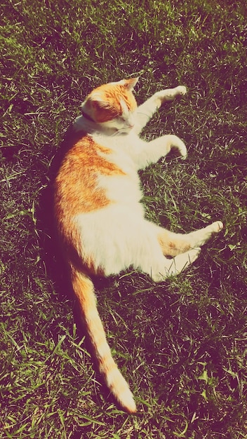 High angle view of cat on field