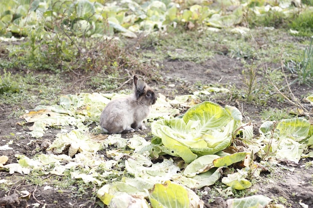 High angle view of cat on field