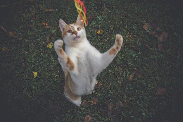 Photo high angle view of cat on field