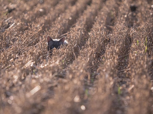 Photo high angle view of cat in a  field