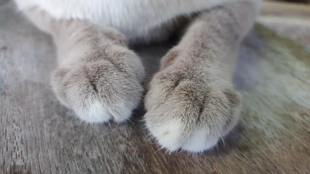 High angle view of cat on floor