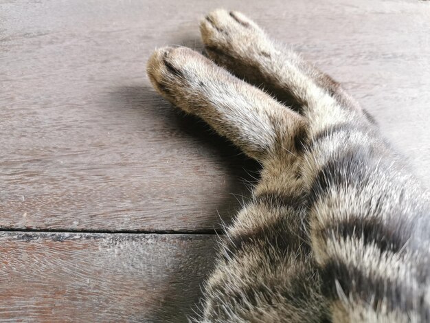 Photo high angle view of cat on floor