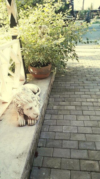 High angle view of cat on footpath